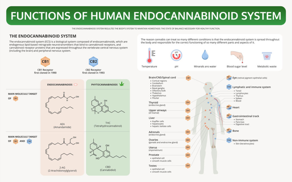 Diagram of Endocannabinoid